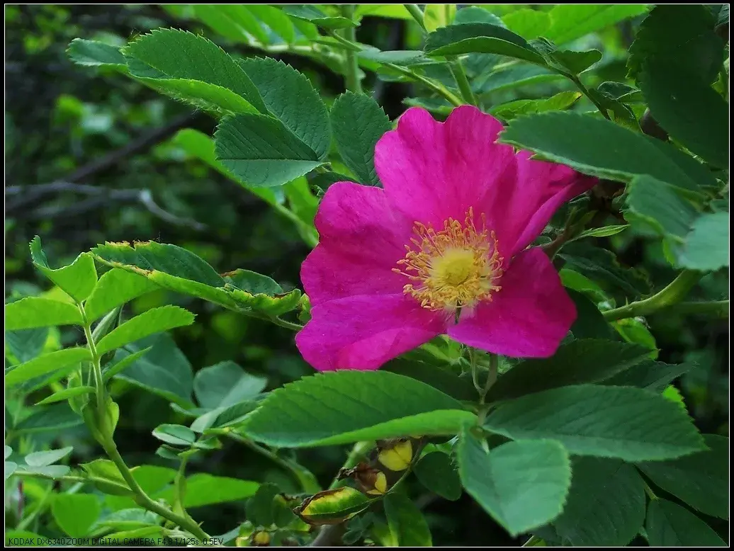 香溢苞蕾伴玫瑰，晶莹似玉俏影蔷—缫丝花