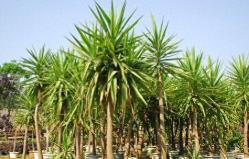 荷兰铁（Yucca elephantipes）