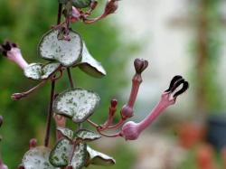 ​适合养在室内的这种爬藤植物，除了绿萝、常青藤，还可以种这8种