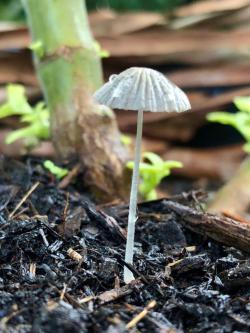 掌握科学浇水的几个技巧，别再做“植物杀手”了