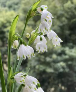 5种“球根花”，开花漂亮可盆栽，有花园必须种，能耐零下低温