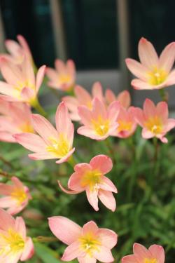 这种植物和韭菜像，花朵颜色喜庆