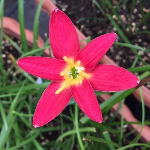 这种植物和韭菜像，花朵颜色喜庆