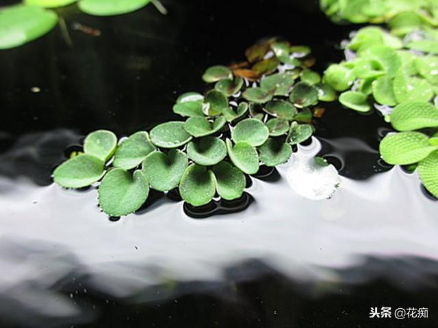 水培植物不好养？试试钱兜，好看寓意又好，有水就爆盆！