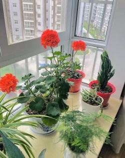 5种“观花植物”，一盆开千朵，漂亮不娇气，养花高手都爱它