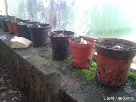 为什么盆栽花卉换盆之后才能多开花？知道换盆关键5点就不奇怪了