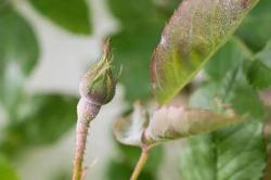 8种盆栽花卉容易感染的病虫害，用药的方法技巧指南，新手轻松学