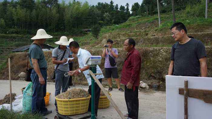 农民上山挖药，无意间发现一种类似兰花的植物，挖回家后不淡定了