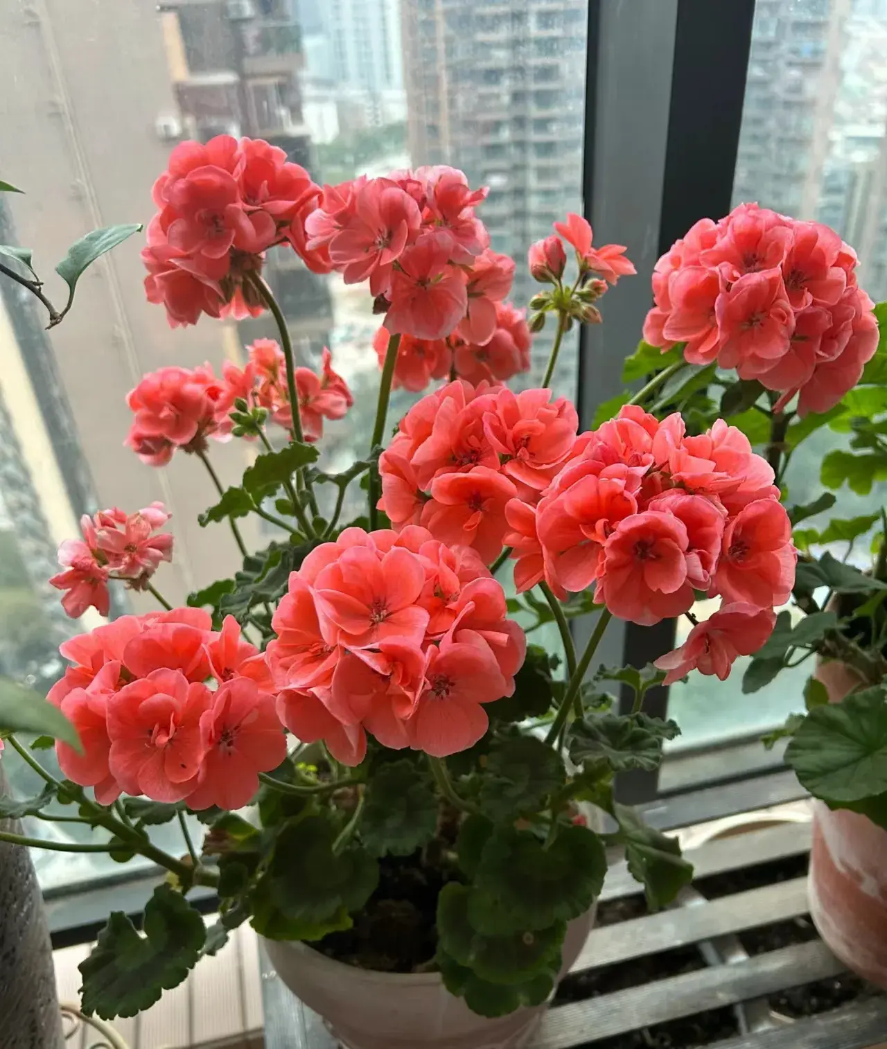 养花30年，发现10种花最适合秋后养，好看开花多，好活寓意好