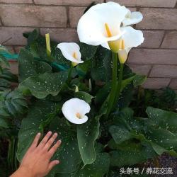 这11种有毒植物一定不要放在家里，否则会影响人们的健康