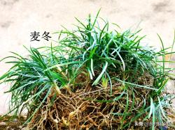 这两种植物和兰花最容易混淆，简单的2点，就可以区分清楚