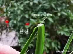 这两种植物和兰花最容易混淆，简单的2点，就可以区分清楚