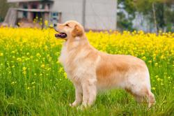 金毛犬不同环境的饲养方法