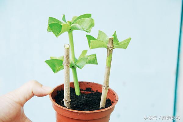 黄蝉花期长达5个月，爬藤能力出众，扦插和种植方法