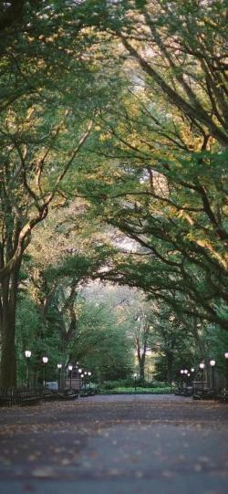 风景壁纸‖树、蓝天、白云、大海、山川、河流 