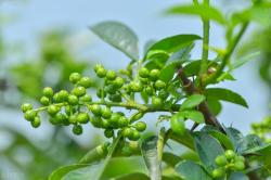 夏天什么时候给植物浇水最好