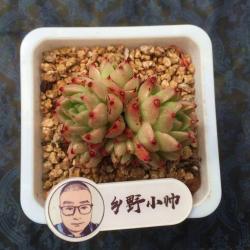 分享多肉植物，上新新品多肉，有喜欢的吗？