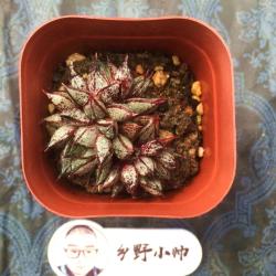 分享多肉植物，上新新品多肉，有喜欢的吗？