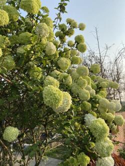 5种“圆球”花，年年都开花，开花很惊艳，养一棵看一辈子