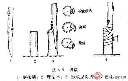 家庭养花嫁接繁殖技术