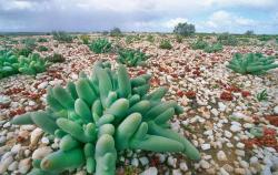 南非纳马夸兰沙漠：野生多肉植物的“王国”，多肉种类超过1000种