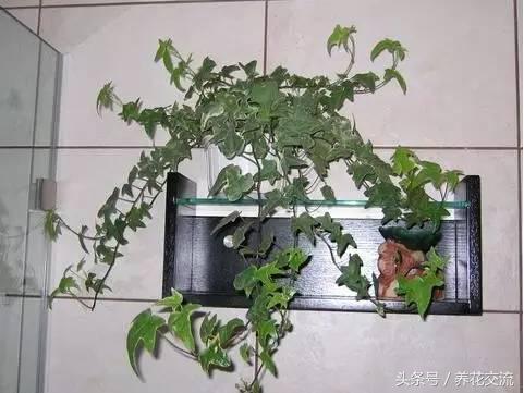 这5种植物丢卫生间两个月不用管，没想到长得枝繁叶茂