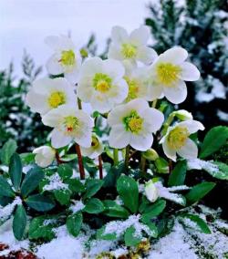 冬蔷薇～以晚秋至早春开花（常在雪天）著名