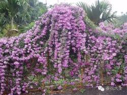 这辈子一定要种面花墙，这19种植物再合适不过了！