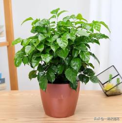 新手花友养幸福树，牢记掌握2个小技巧，枝繁叶茂美极了