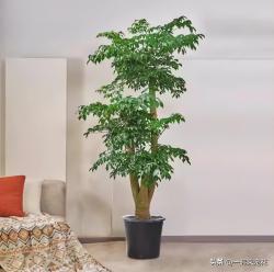 新手花友养幸福树，牢记掌握2个小技巧，枝繁叶茂美极了