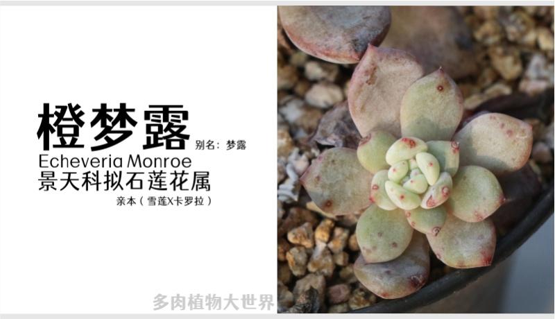 40款多肉植物对照图2021版