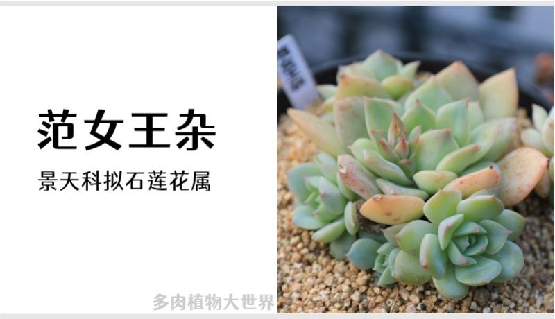 40款多肉植物对照图2021版