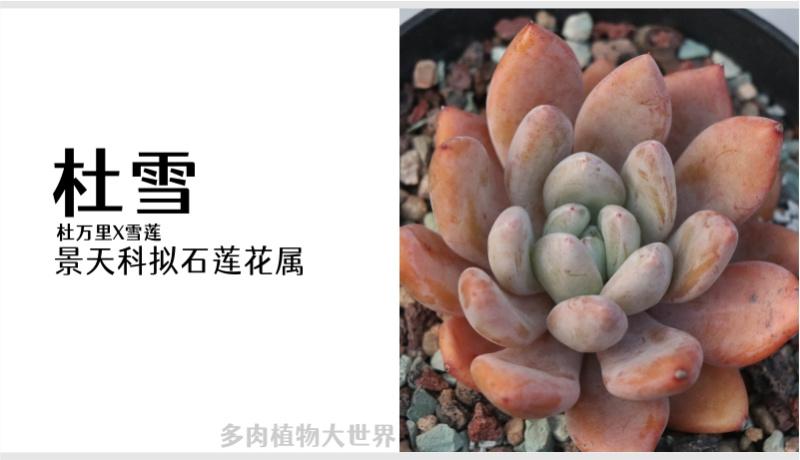 40款多肉植物对照图2021版