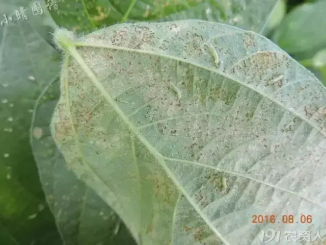 啥虫子食量这么大，草都不放过