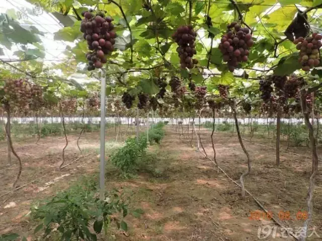 啥虫子食量这么大，草都不放过