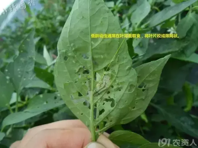 啥虫子食量这么大，草都不放过