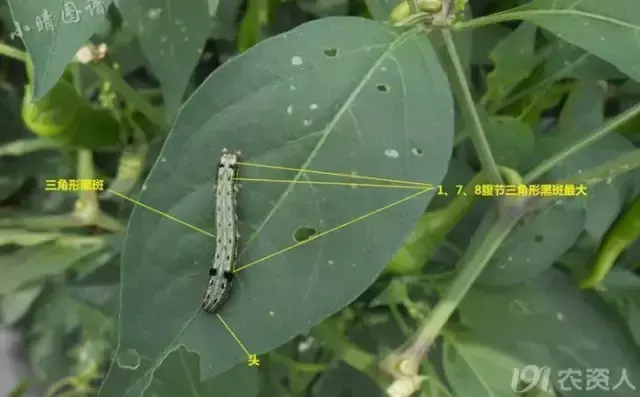 啥虫子食量这么大，草都不放过