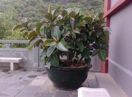 家居养花：这5种植物堪比吸尘器，轻松吸附室内的灰尘！