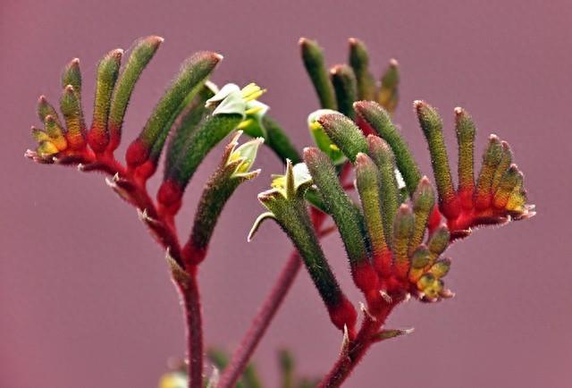 袋鼠爪花：澳大利亚的珍稀花卉