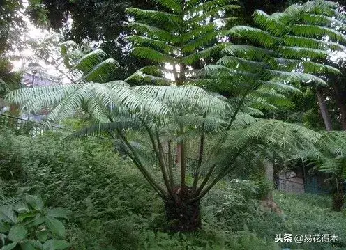 珍稀蕨类植物：观音莲座蕨