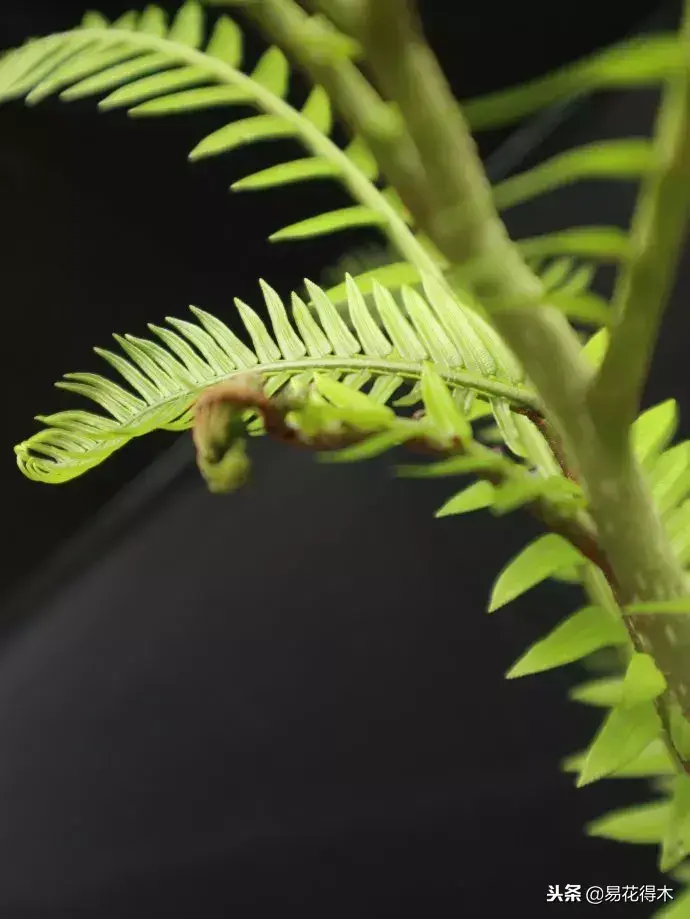 珍稀蕨类植物：观音莲座蕨