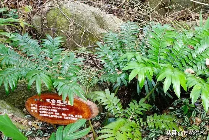 珍稀蕨类植物：观音莲座蕨