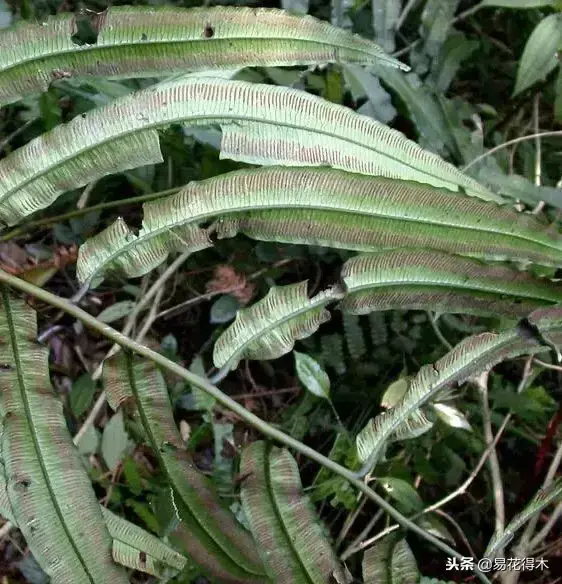 珍稀蕨类植物：观音莲座蕨