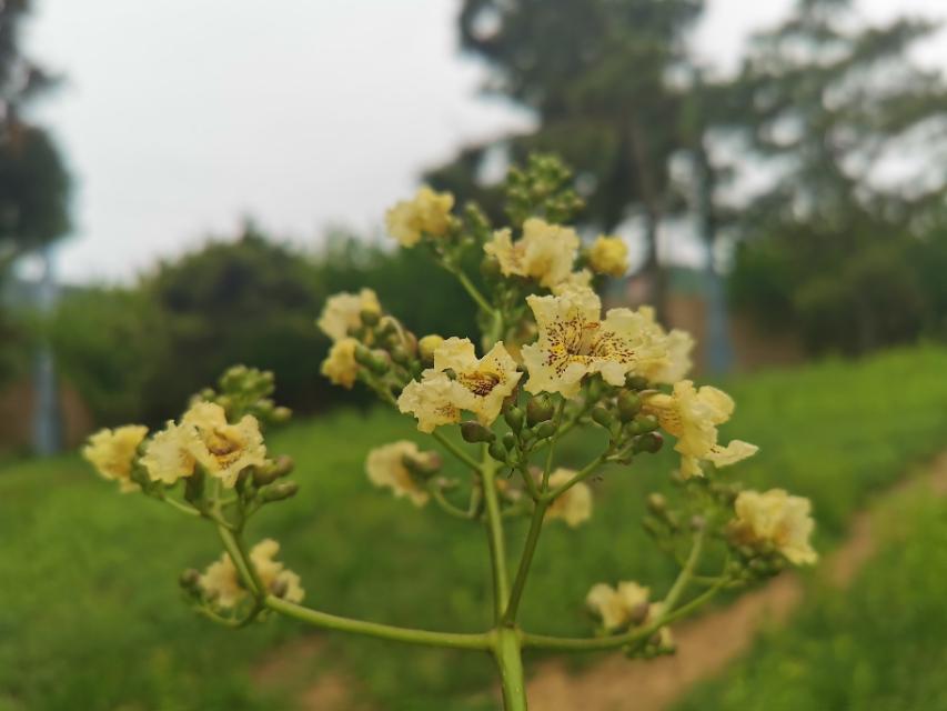 青岛有种树，荚果串串似黄金，得名黄金树，现正在开花，你喜欢吗