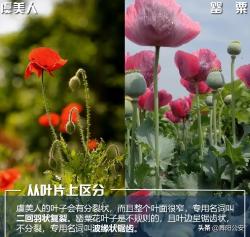 舞阳公安@你：注意了！种植这些毒品原植物，后果很严重！