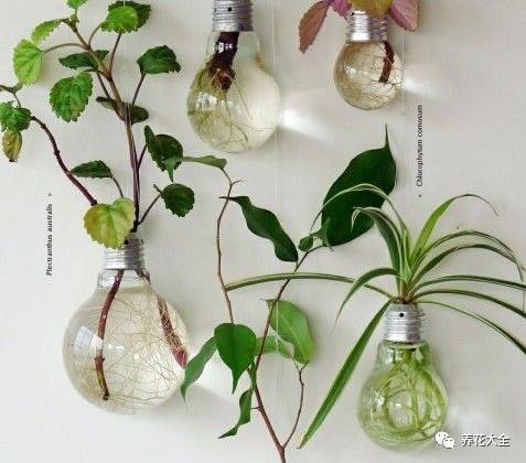 这15种植物水培太简单，三岁小孩都能养活