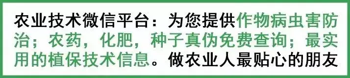 关于根结线虫，这篇文章终于说明白了