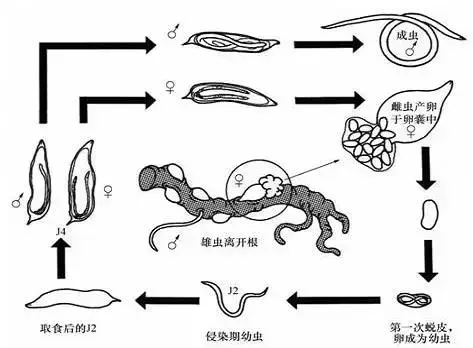 关于根结线虫，这篇文章终于说明白了