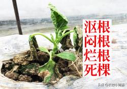 植物萎蔫掉叶无生机？浇水后也不能恢复？可能沤根、闷根、烂根了