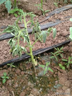 植物萎蔫掉叶无生机？浇水后也不能恢复？可能沤根、闷根、烂根了